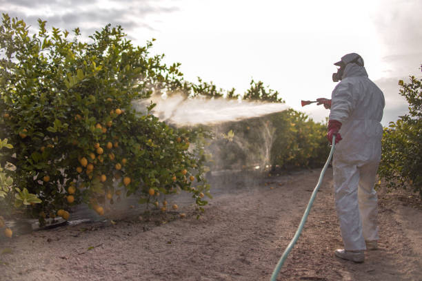 Best Mosquito Control Services  in Holualoa, HI