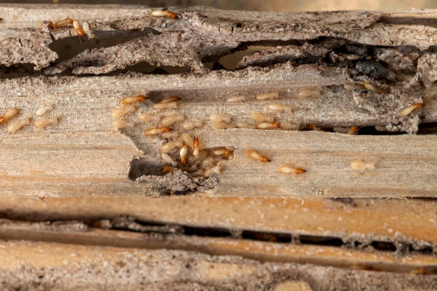 Best Wasp Removal Services  in Holualoa, HI