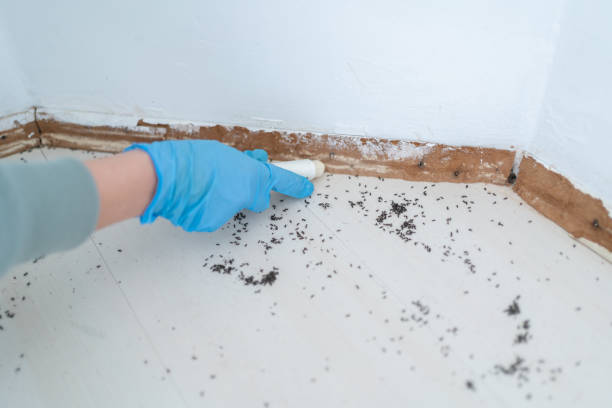 Insect Control in Holualoa, HI